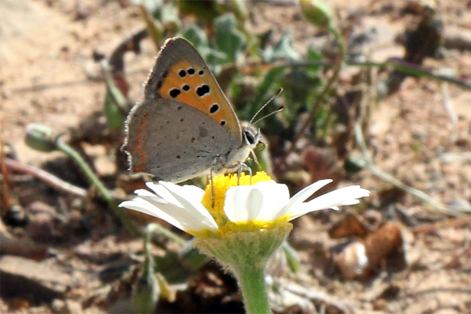 Licénidos Aricia cramera