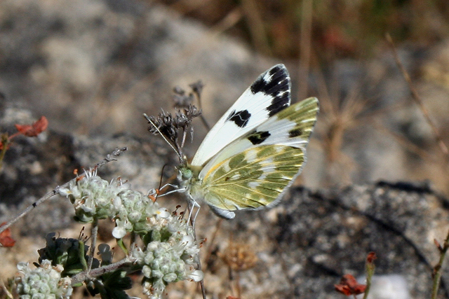 piérido Pontia daplidice