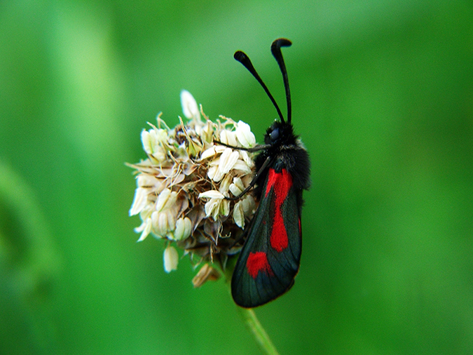 Zigena representativa: Zygena sarpedon