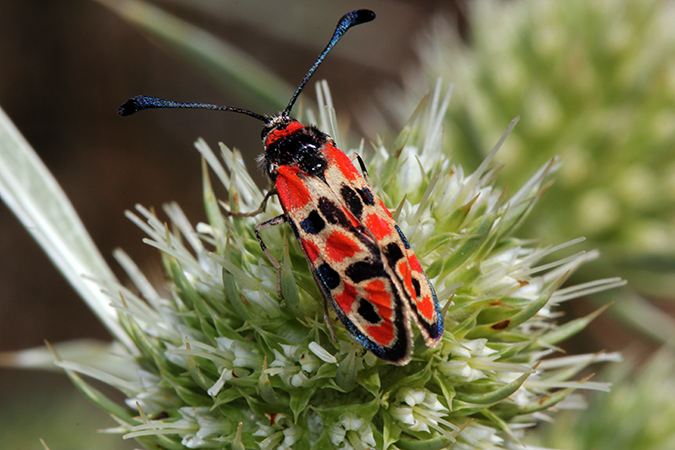 Zygaena fausta