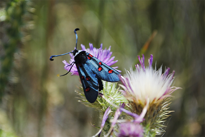 Zygaena lavandulae