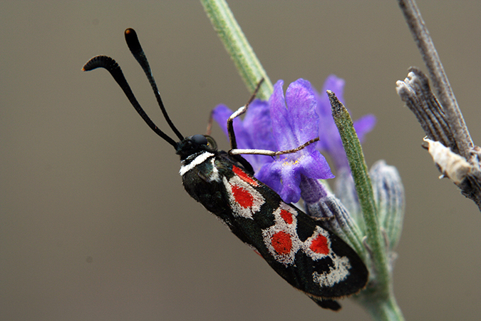 Zygaena occitanica