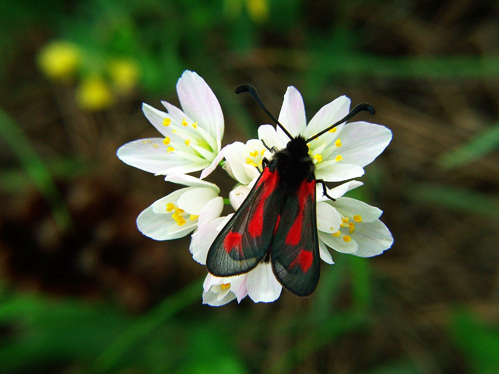 Zygaena sarpedon