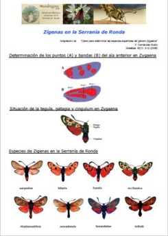 Zigenas en la Serrana de Ronda