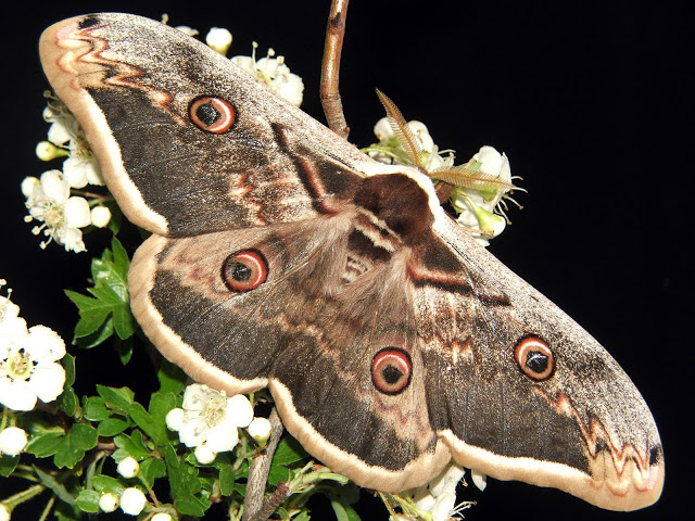 Polillas y mariposas nocturnas