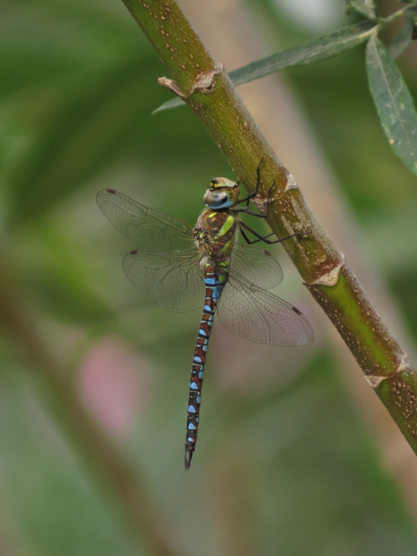 Aeshna mixta Aeshna mixta (JM CG)