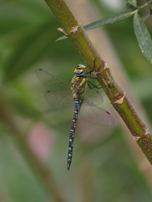 Aeshna mixta (JM CG)