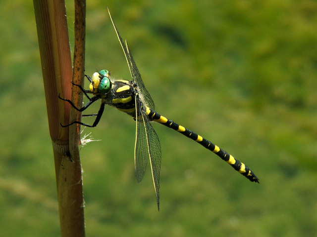 Cordulegaster boltonii