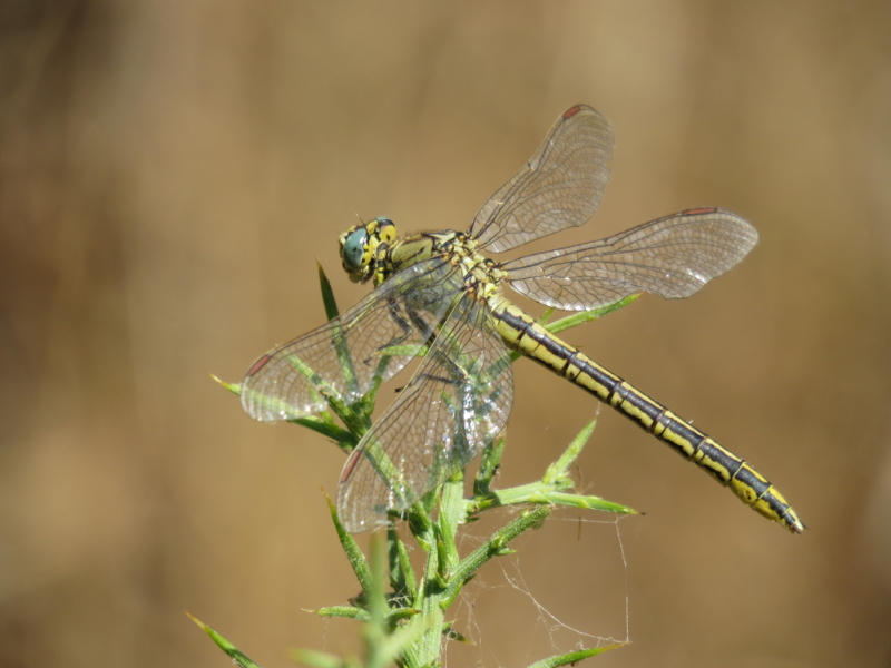 Gomphus pulchellus