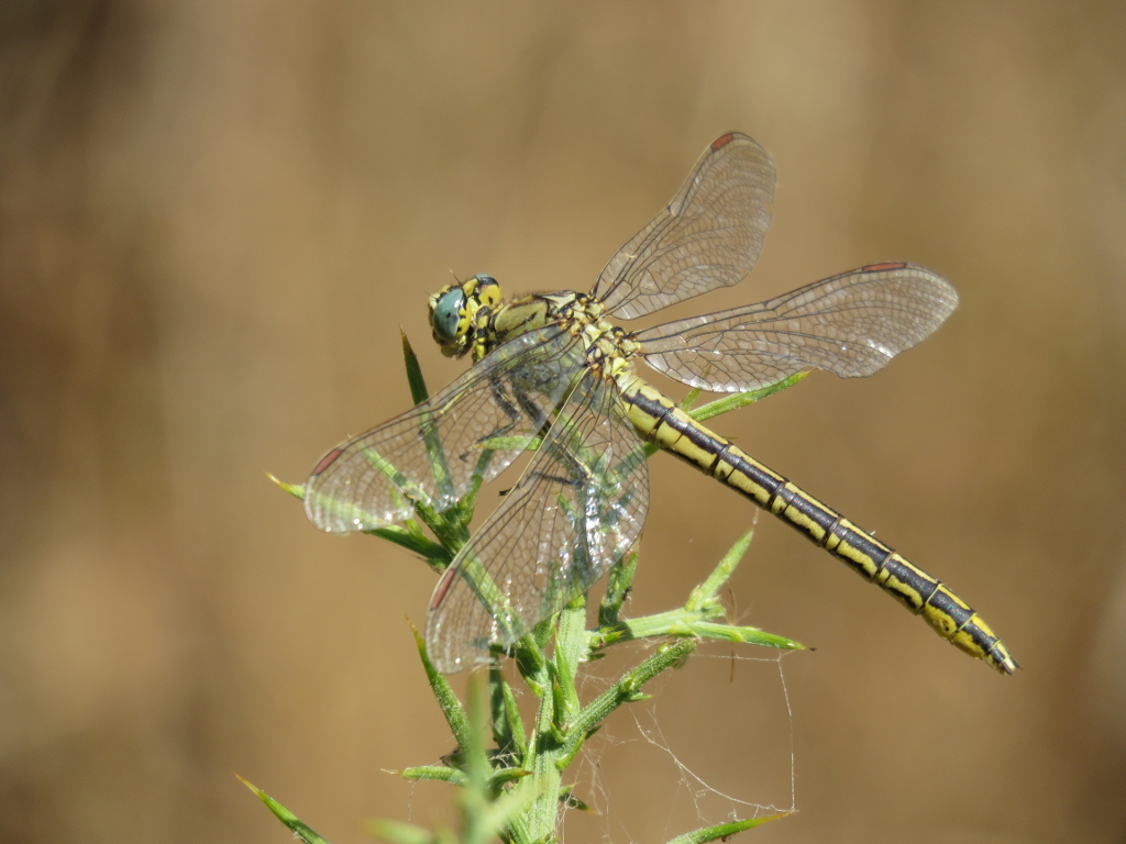 Gomphus pulchellus, female