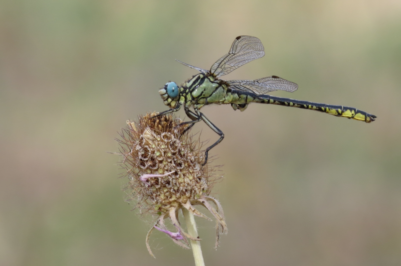 Gomphus simillimus