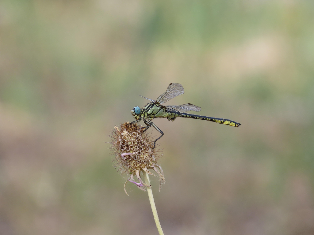 Gomphus simillinus, female