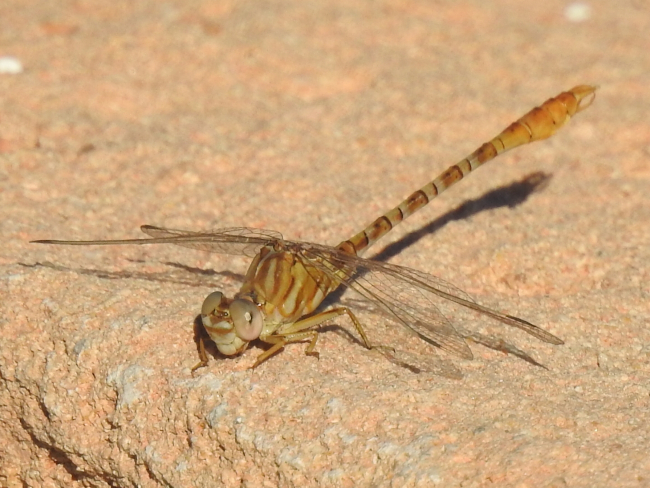 Onychogomphus costae, macho