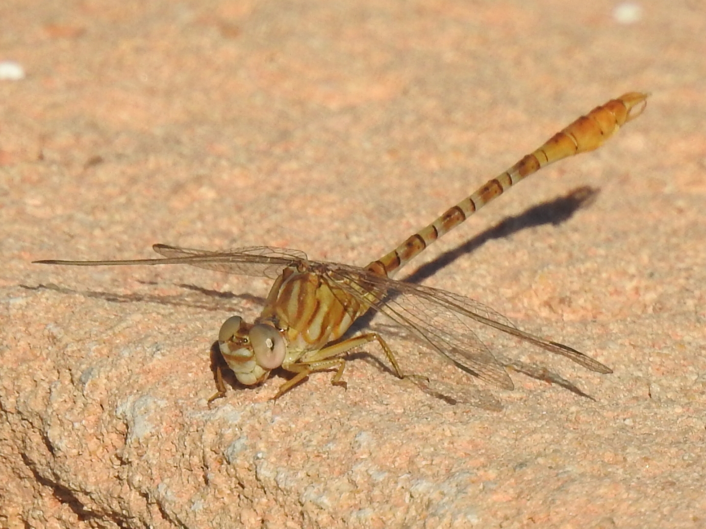 Onychogomphus costae