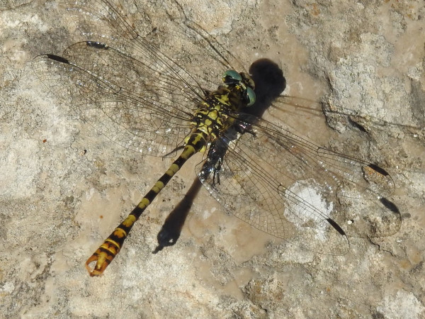 O. furcipatus CB (MM)