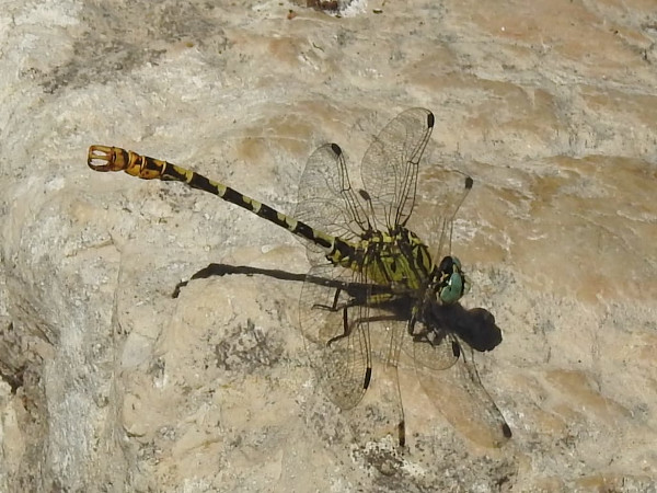O. furcipatus V.lat CB (MM)