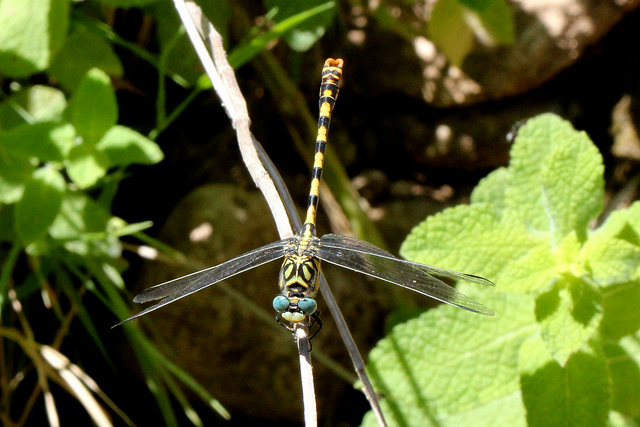 Onychogomphus forcipatus