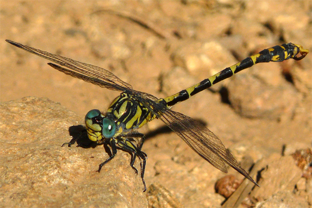 Onychogomphus uncatus