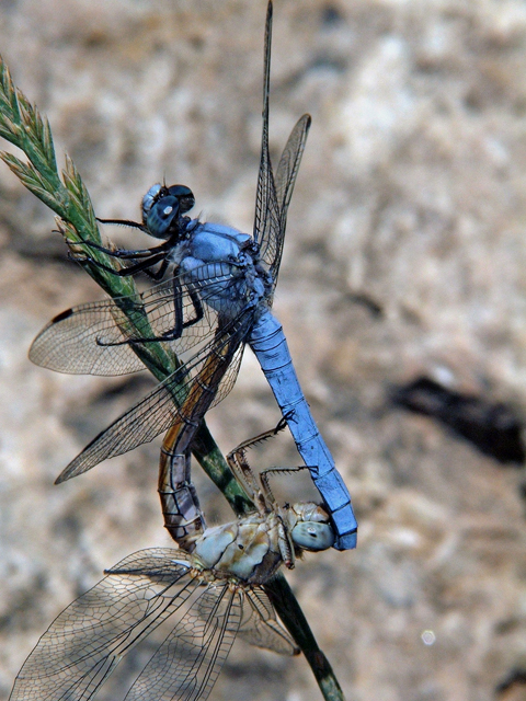 Orthetrum brunneum