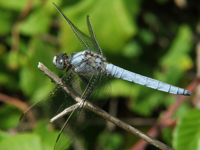 Orthetrum brunneum