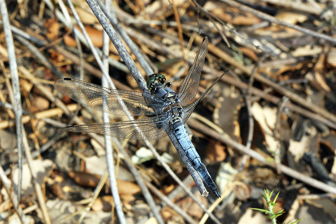 Orthetrum cancellatum