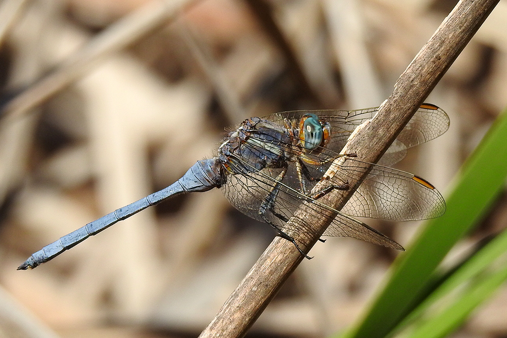 Orthetrum chrysostigma, macho adulto