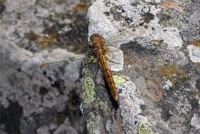 Orthetrum coerulescens