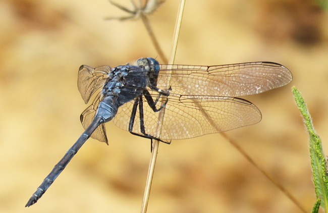 Orthetrum trinacria