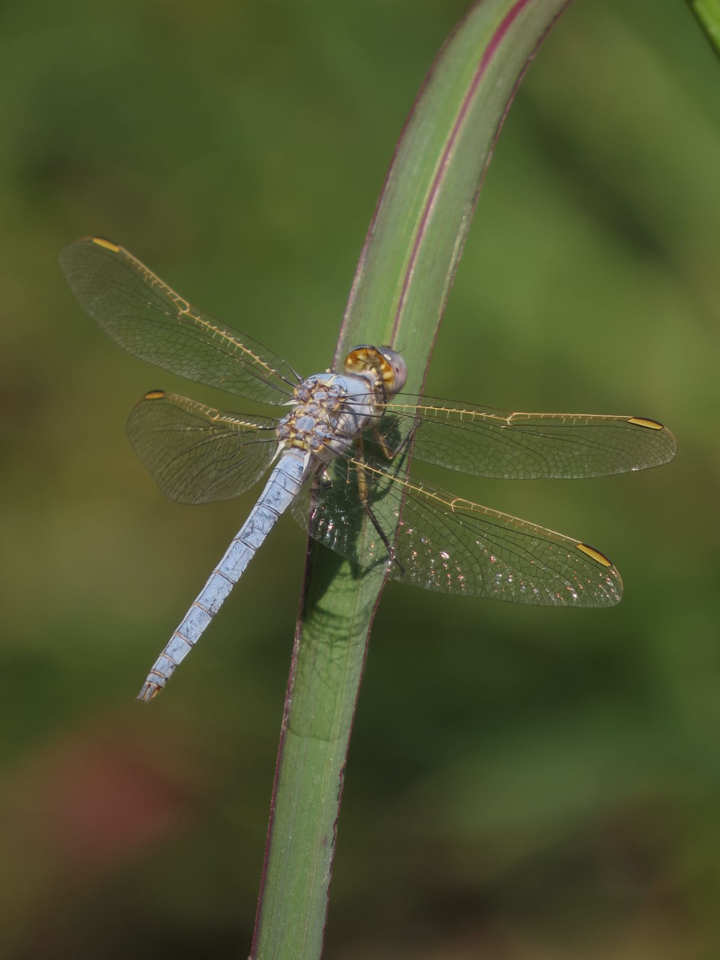 Orthetrum nitidinerve_JMC