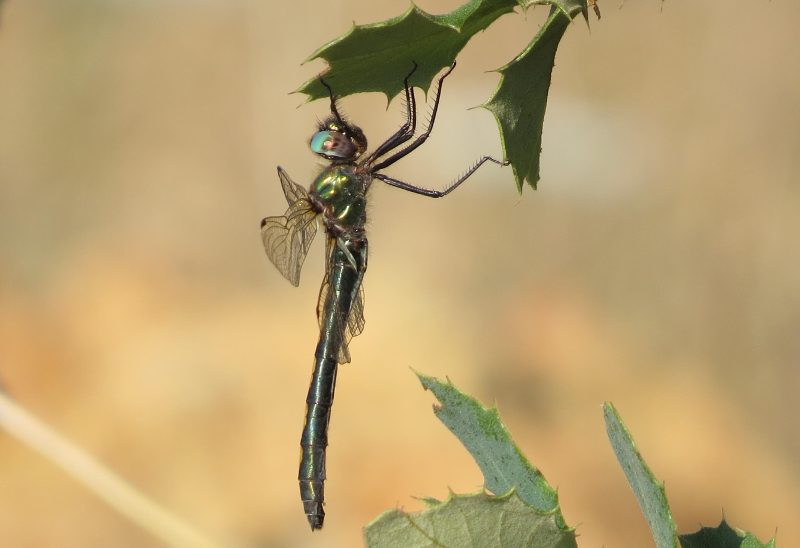 Oxygastra curtisii