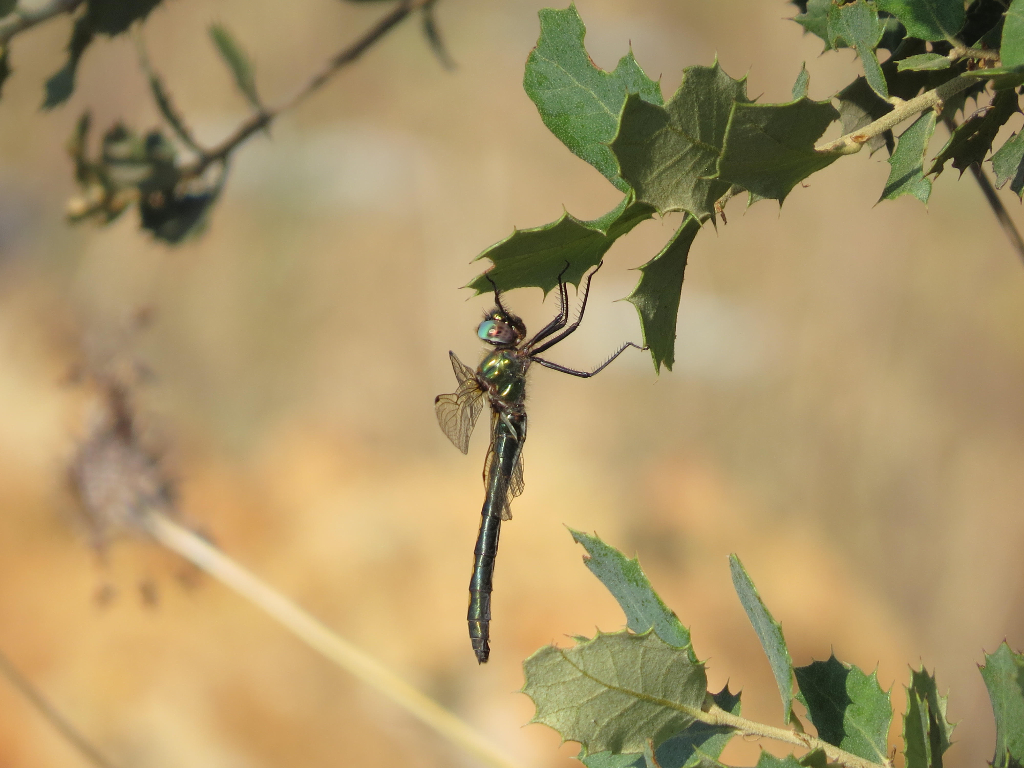 Oxygastra curtisii