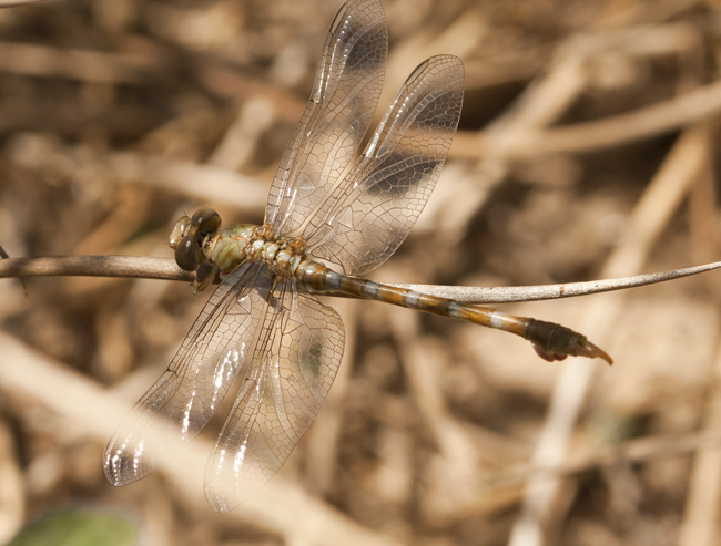 Paragomphus genei