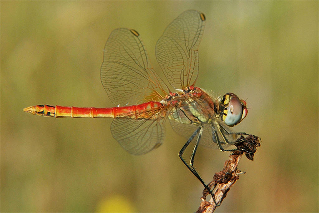 Sympetrum fonscolombii