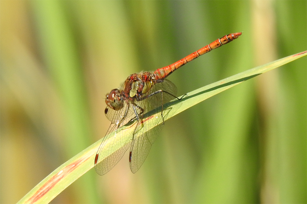 Sympetrum striolatum