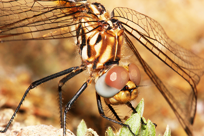 Trithemis annulata