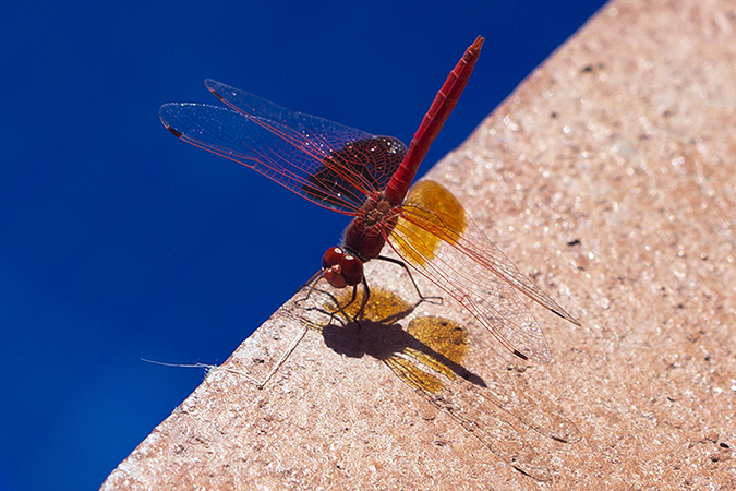 Trithemis kirbyi