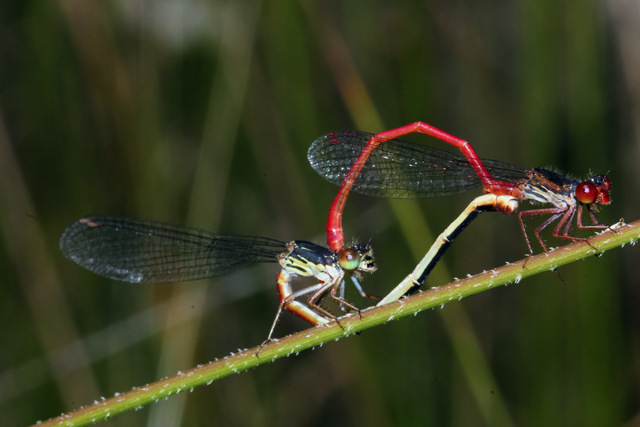 Ceriagrion tenellum