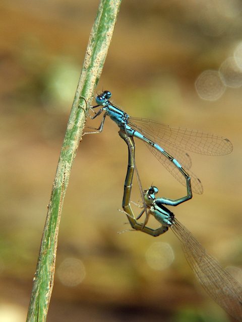 Coenagrion caerulescens