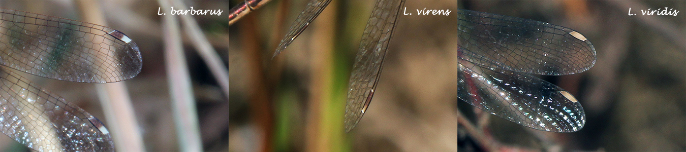 Pterostigmas Lestes comparativa