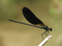 Calopterix haemorrhoidalis