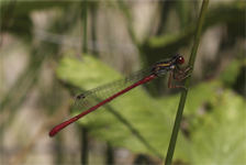 Ceriagrion tenellum