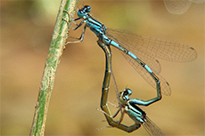 Coenagrion caerulescens