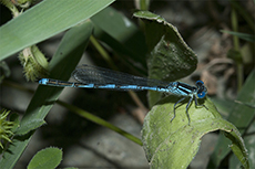 Erythromma lindenii