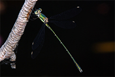 Lestes viridis