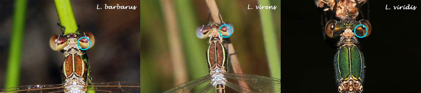 Ojos Lestes comparativa