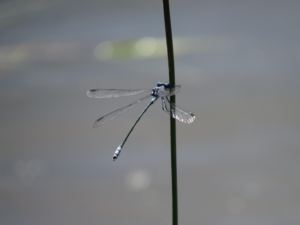 Macho de Lestes macrostigma. Fotografía de José Mª Canca Guerra Lestes macrostigma