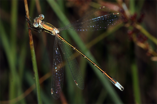 Lestes virens