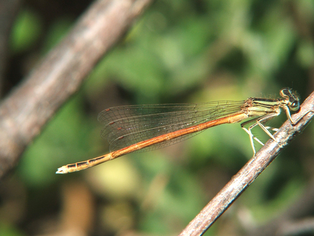 macho de Platycnemis acutipennis Platycnemis acutipennis