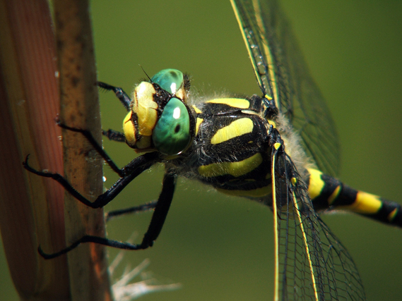 Fauna mandragorina