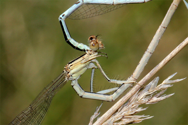 Cercoides(Platycnemis latipes)